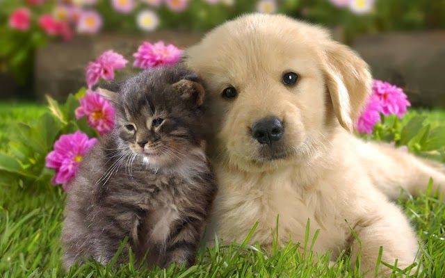 Eliminar pulgas y garrapatas, pipetas y collares para perros y gatos