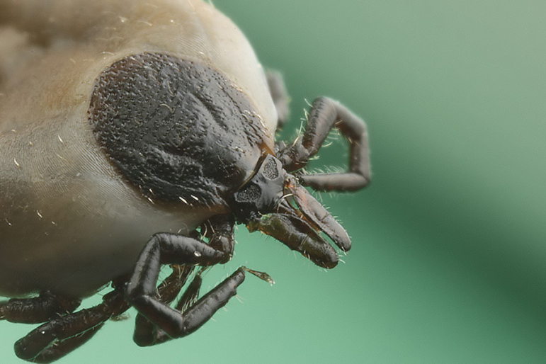 Ciclo de vida de garrapatas