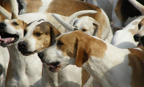 Pipetas para perros: elimina pulgas y garrapatas