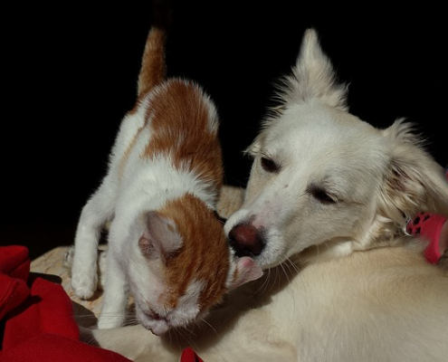 Antiparasitarios: pipetas, collares y champús para perros y gatos