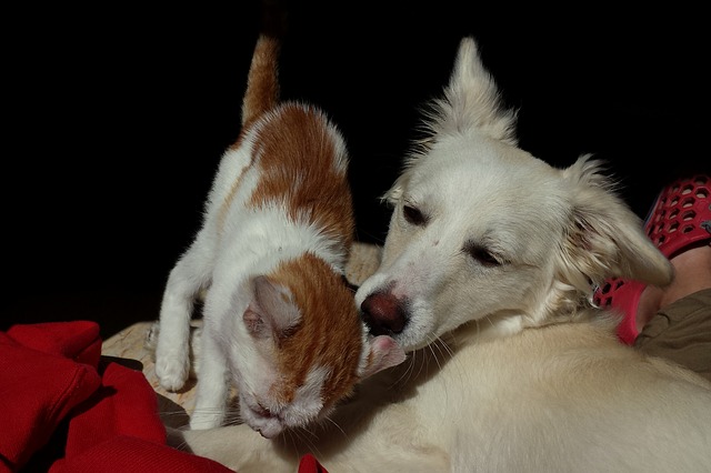 Antiparasitarios: pipetas, collares y champús para perros y gatos