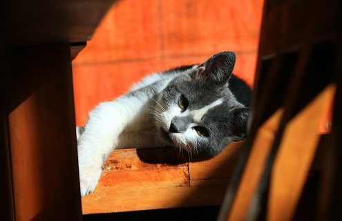 Desparasitar externamente a perros y gatos con pipetas y collares