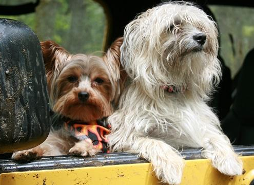 Consejos para viajar con tu perro o gato