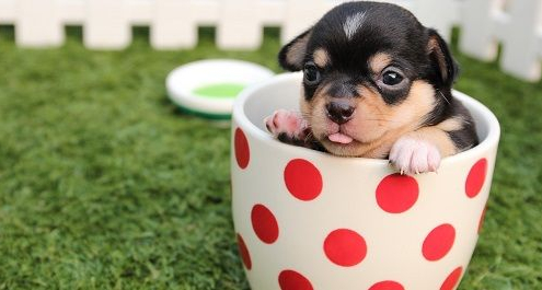 Cómo y cuando desparasitar un cachorro