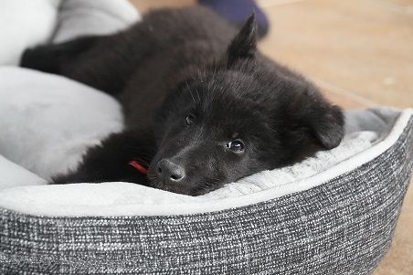 Los imprescindibles que todo perro debe tener: cuidados y salud