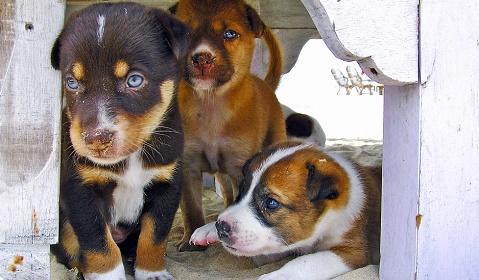 Cuidados del cachorro en casa: cómo elegir el apropiado