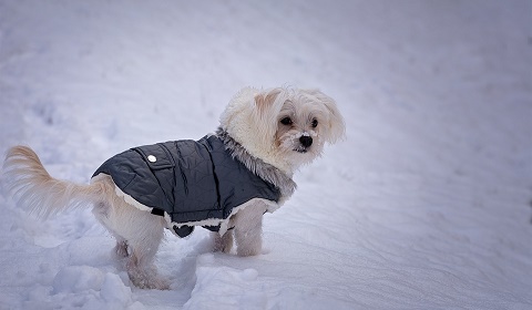 cuidar a tus perros en invierno