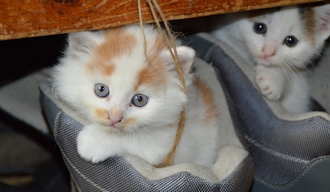 Eliminar pulgas y garrapatas del gato