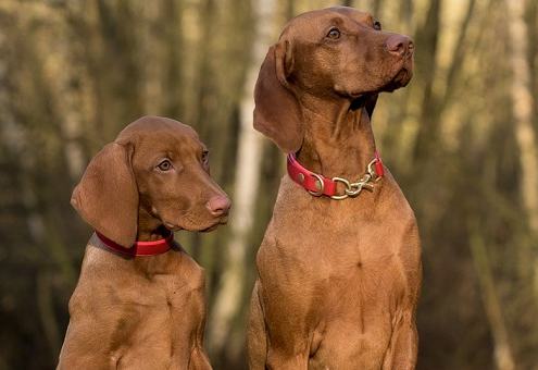 pipetas para perros