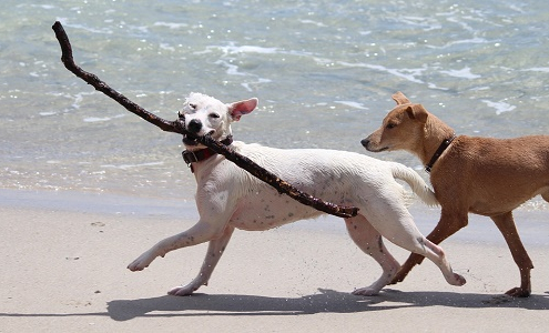 Los cuidados para perros en la playa