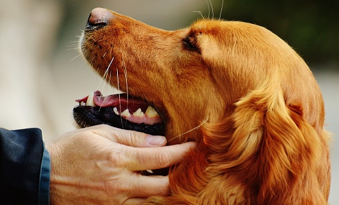 Pipetas para eliminar pulgas y garrapatas en los perros