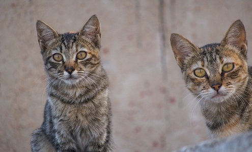 Protege a tu gato de pulgas y garrapatas con collares y pipetas