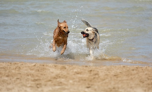 viajar con perros en verano