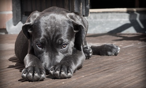 Flebotomos: qué son, como afectan y como protejo a mi perro