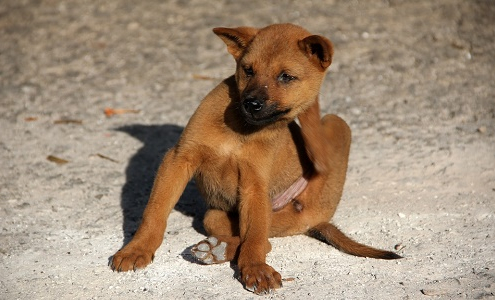 Mi perro se rasca