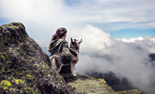 Cómo eliminar pulgas en perros: métodos efectivos y seguros