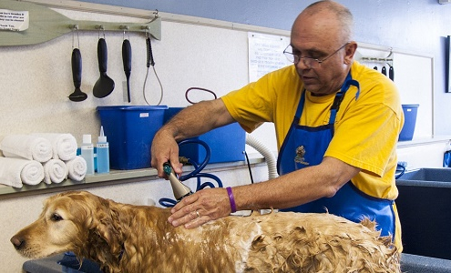 Cuándo y cómo bañar a tu perro con champus antiparasitarios