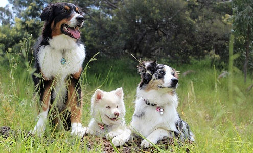 Productos repelentes para perros: protégelo de los parásitos