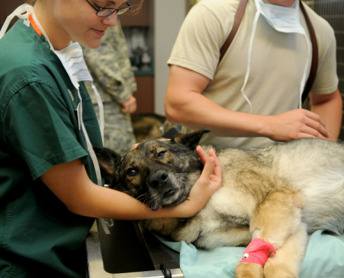 Leishmaniosis Canina: Qué es, síntomas y cómo prevenirla
