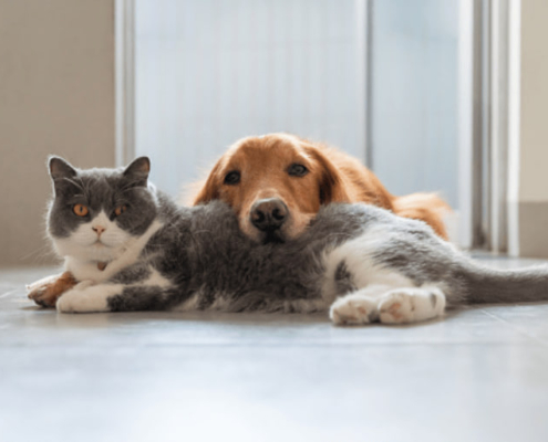 Leishmaniosis en mascotas