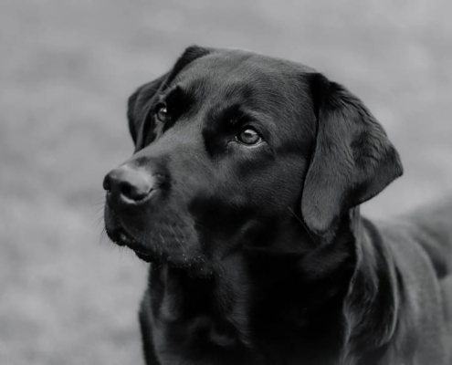 antipulgas perro labrador