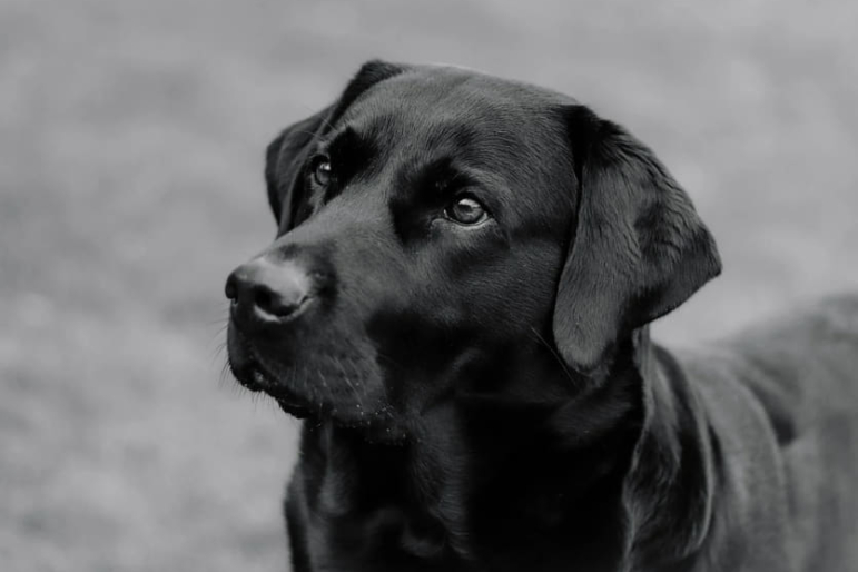 antipulgas perro labrador Dixie