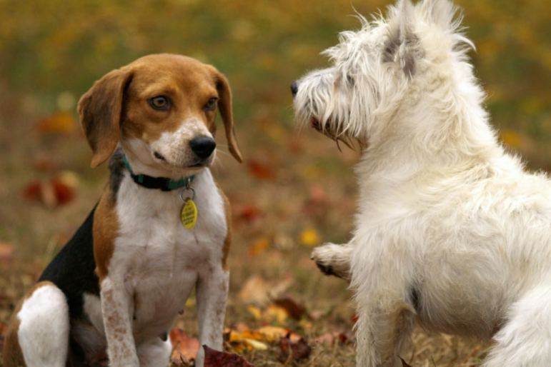 pipetas perros