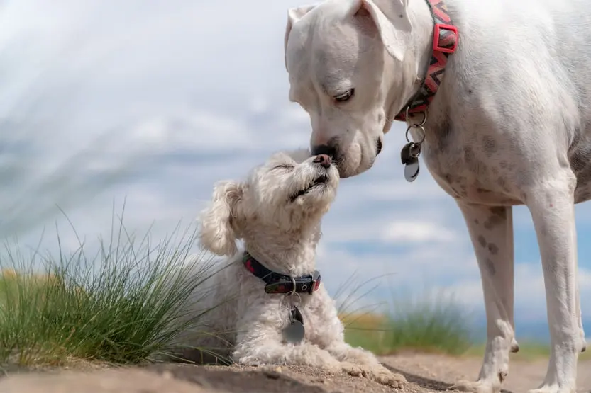 A small dog and a large dog sniffing each other's noses in a field