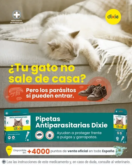 ¿Tu gato no sale de casa? Pipetas antiparasitarias Dixie (publicación de Instagram del 14 sep 2026)