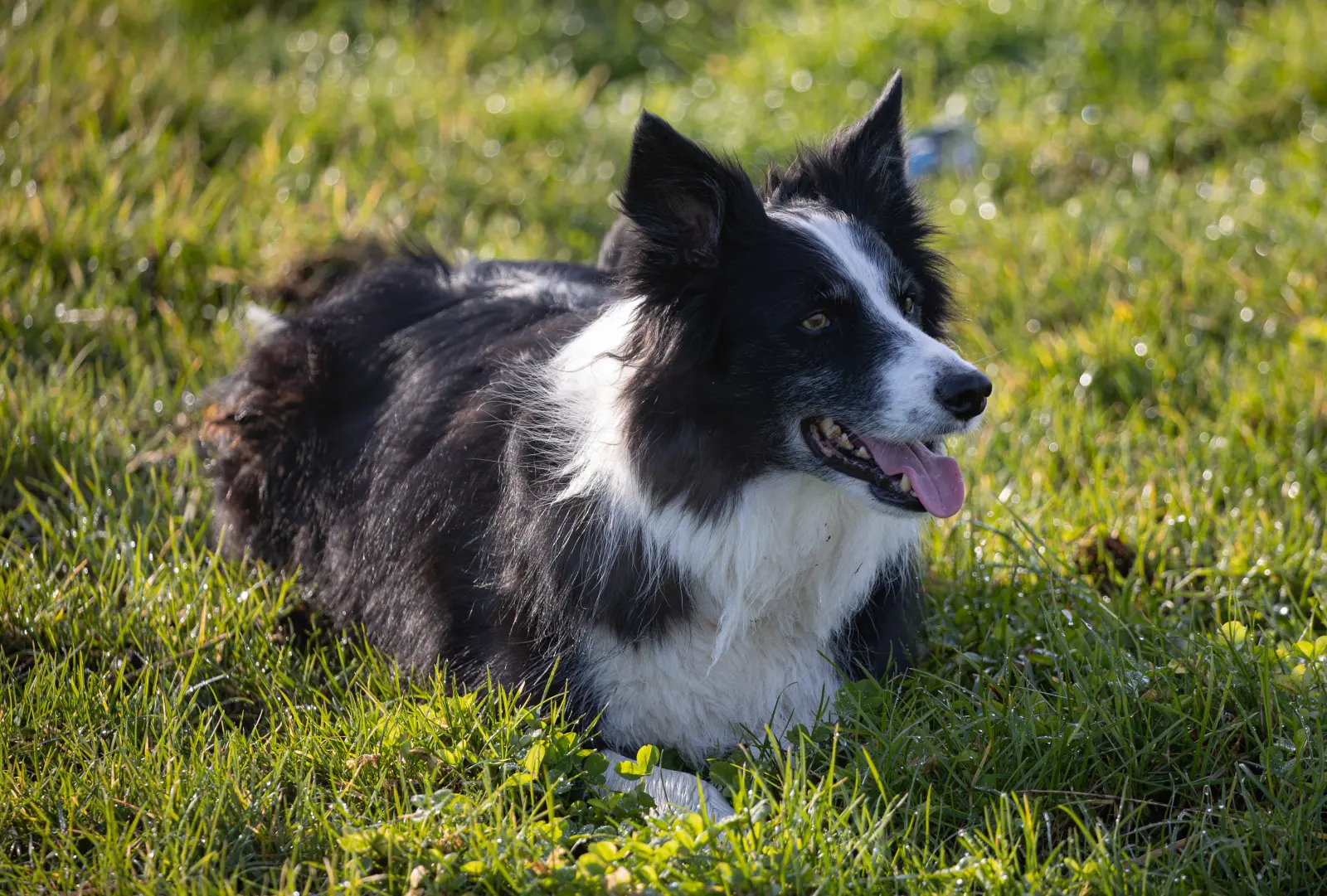 Border collie tumbado en la hierba, con la lengua fuera