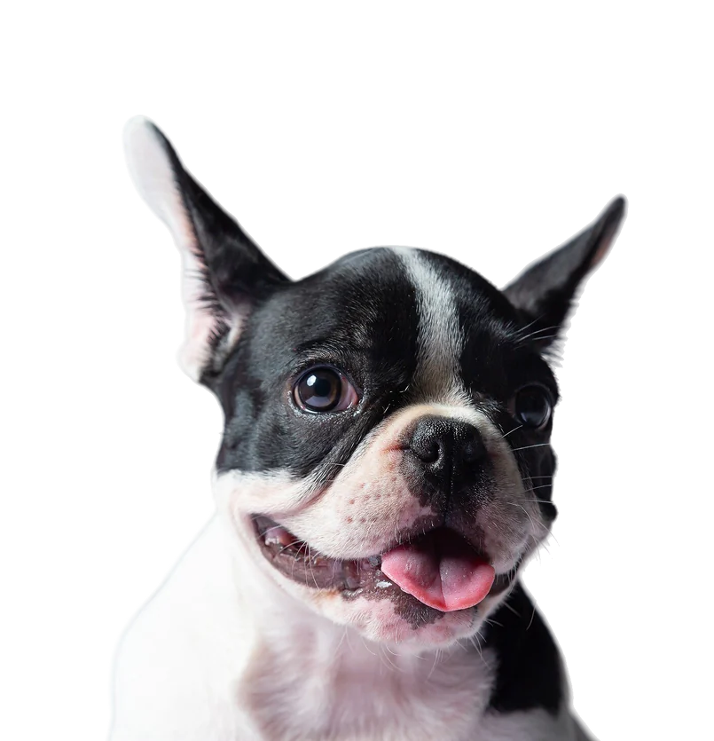 Black and white French bulldog with its ears up and its tongue out