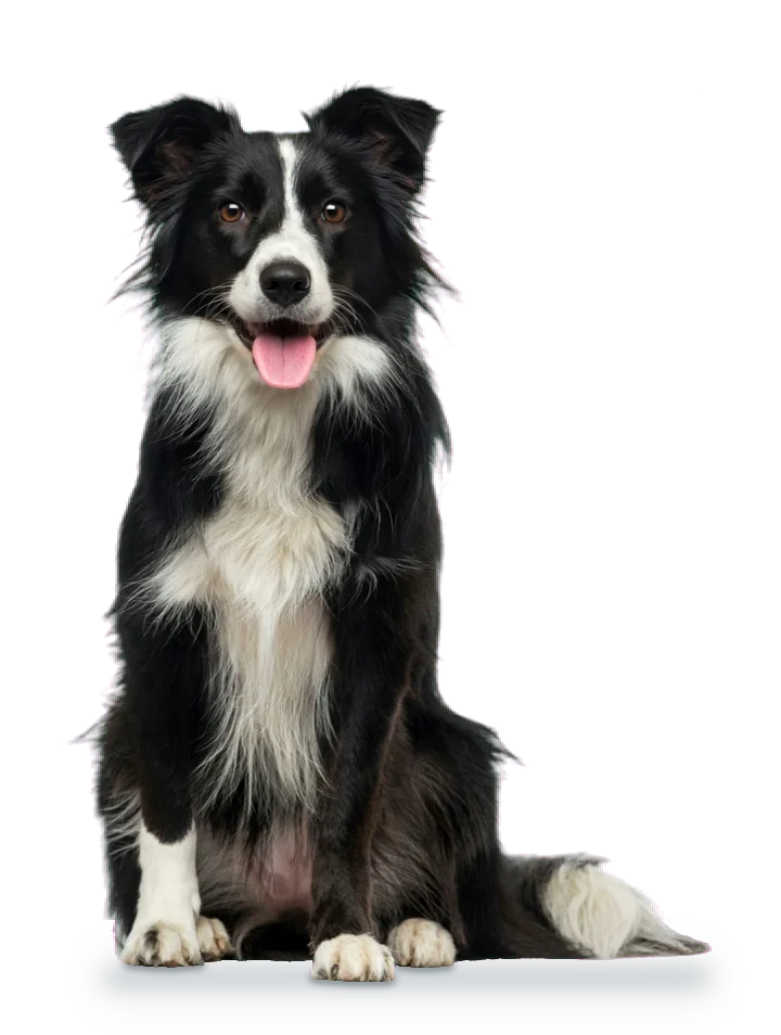 Border collie sentado, mirando a cámara