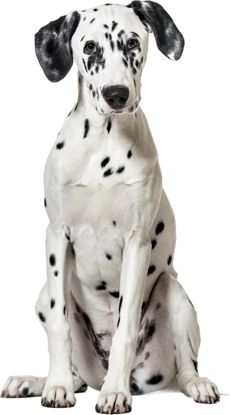 Dalmatian sitting and looking at the camera, with the areas where symptoms appear marked in yellow