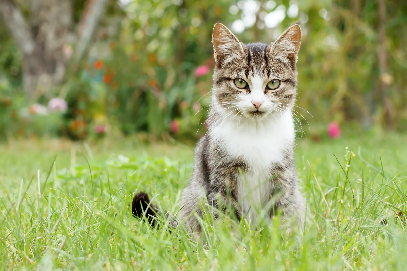 Gato atigrado tumbado en la hierba
