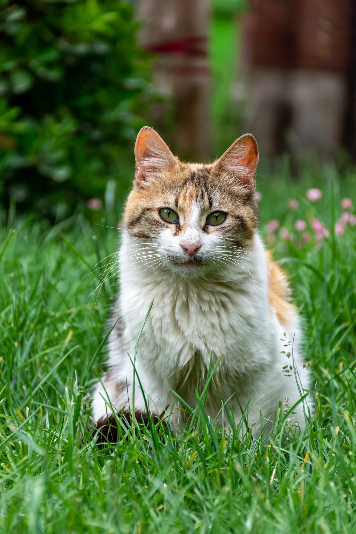 Gato blanco y canela sentado en la hierba del jardín, mirando a cámara