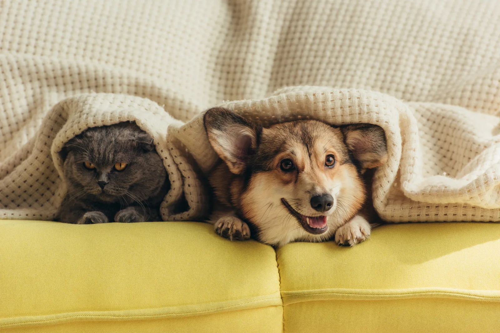 Gato gris y perro asomando juntos bajo una manta en un sofá amarillo