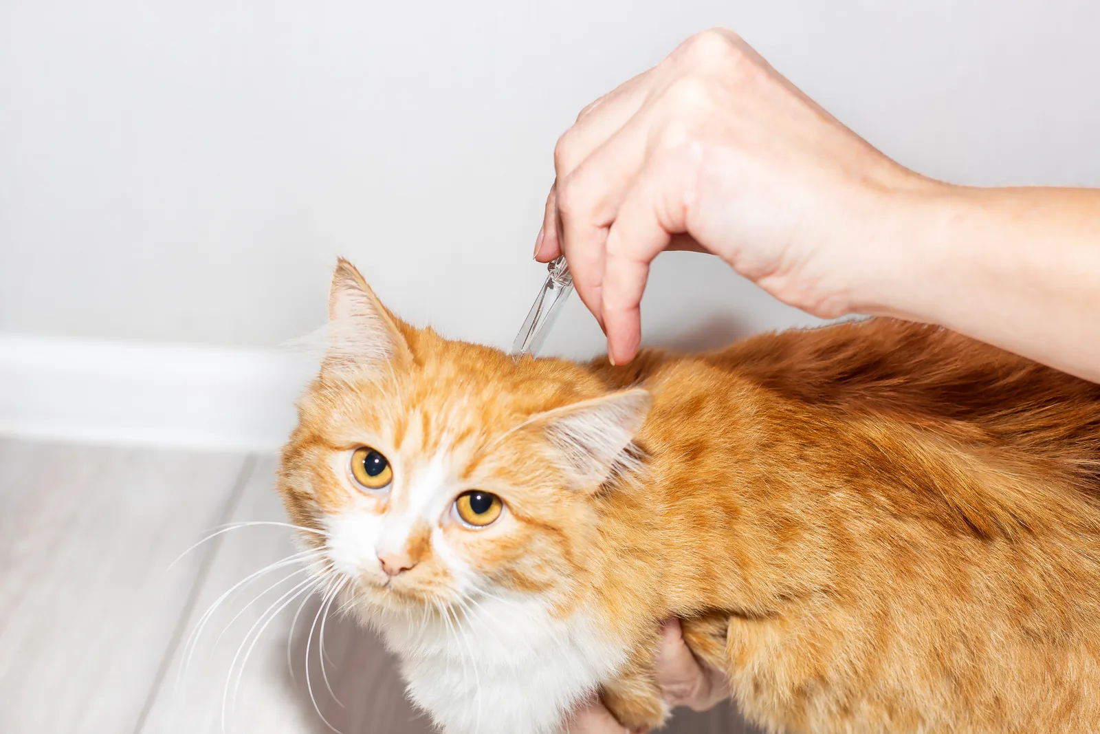 Mano aplicando una pipeta en la cruz de un gato naranja que mira a cámara