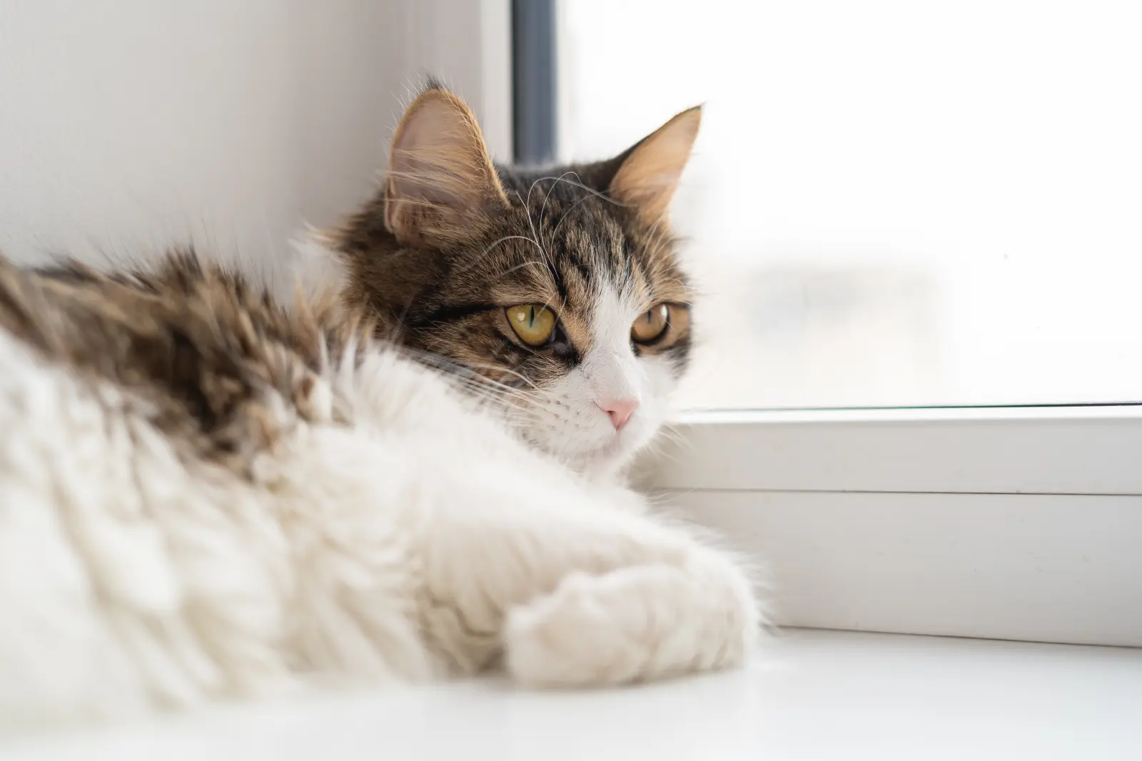 Gato de pelo largo tumbado junto a una ventana