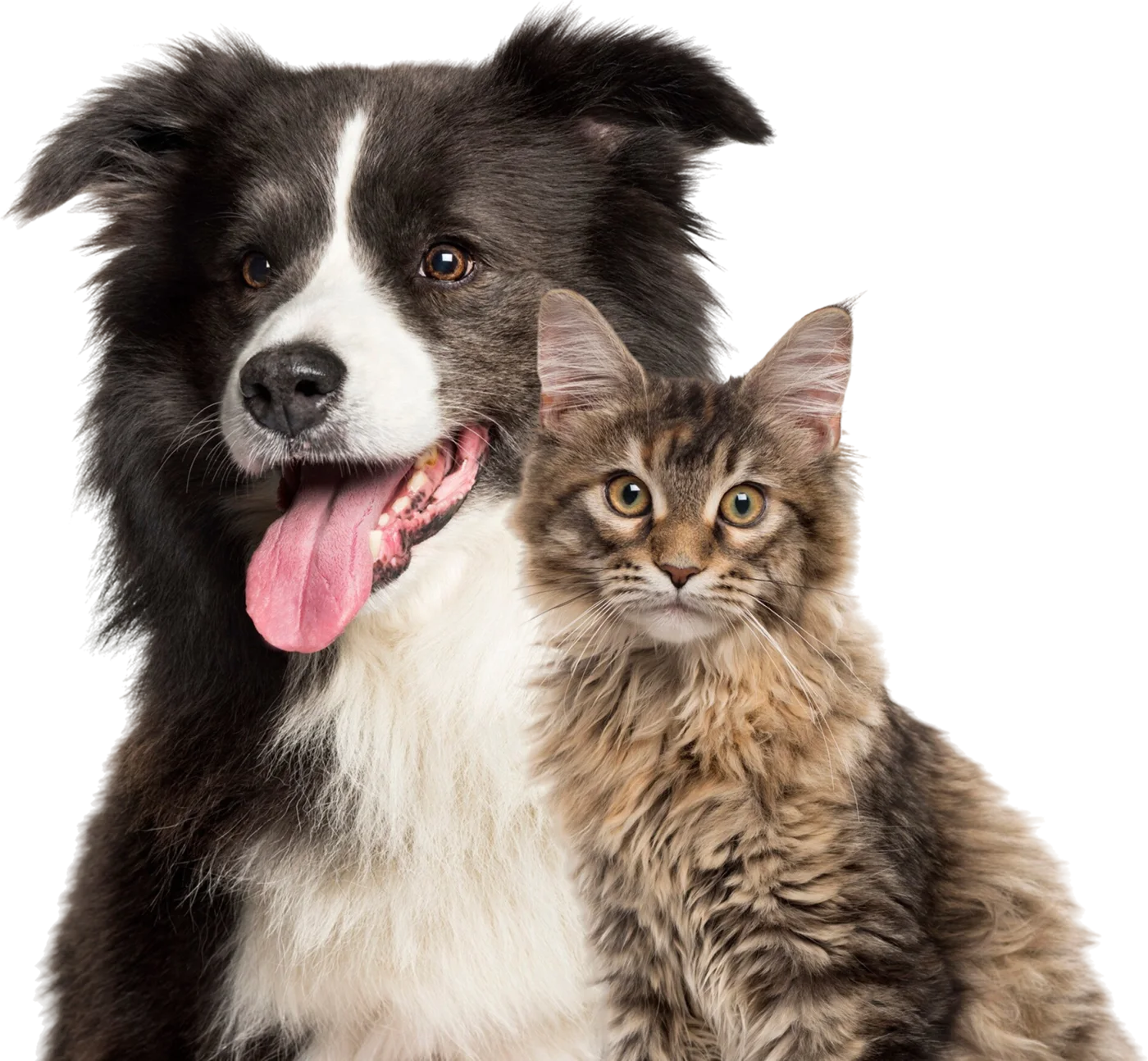 Un border collie y un gato Maine Coon, juntos, mirando a cámara