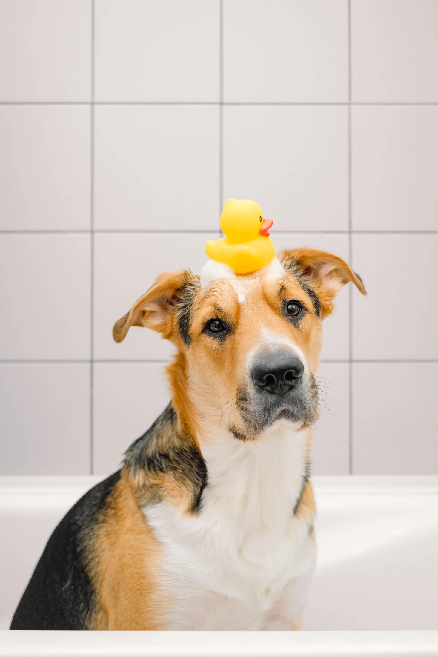 Perro mestizo en la bañera con espuma y un patito de goma en la cabeza