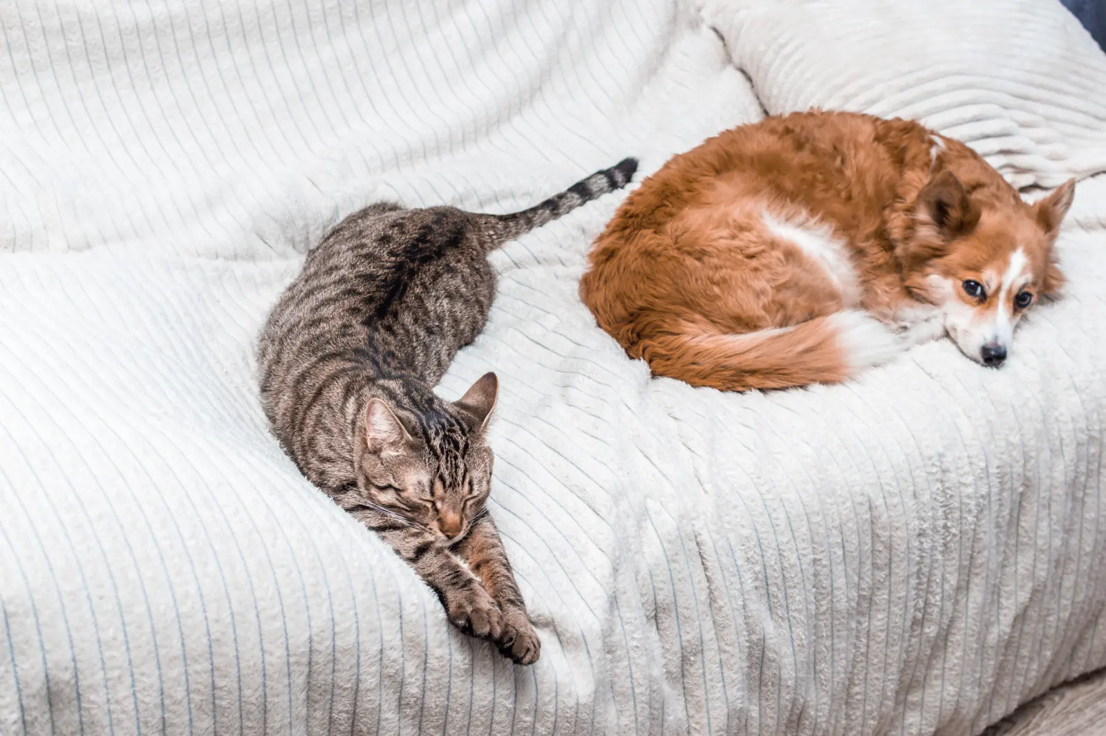 Tabby cat and reddish-coated dog resting together on a white bedspread