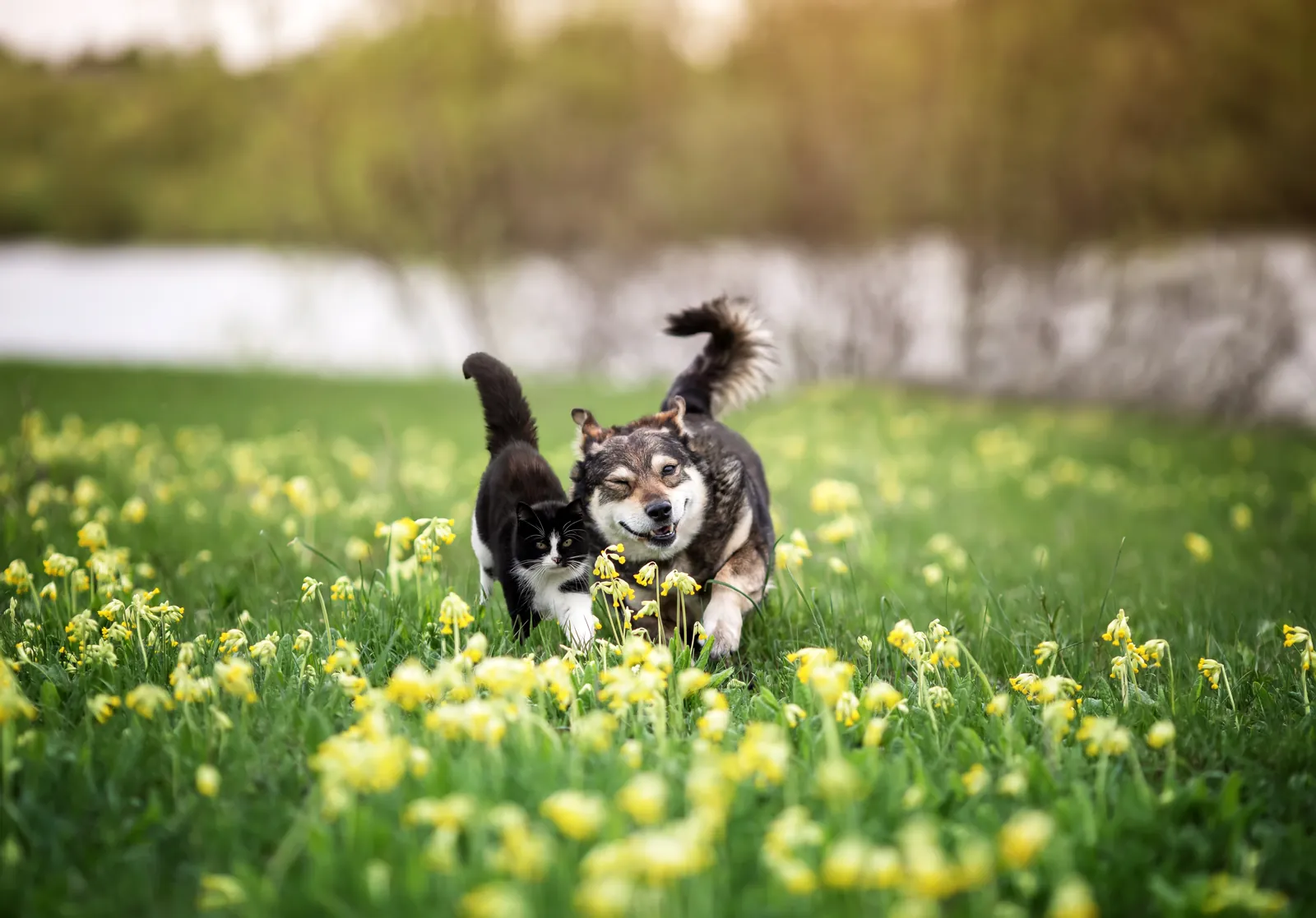 Perro y gato negro corriendo juntos por un prado con flores amarillas