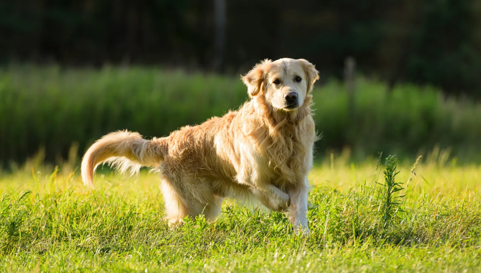 Golden retriever jugando en un prado de hierba verde