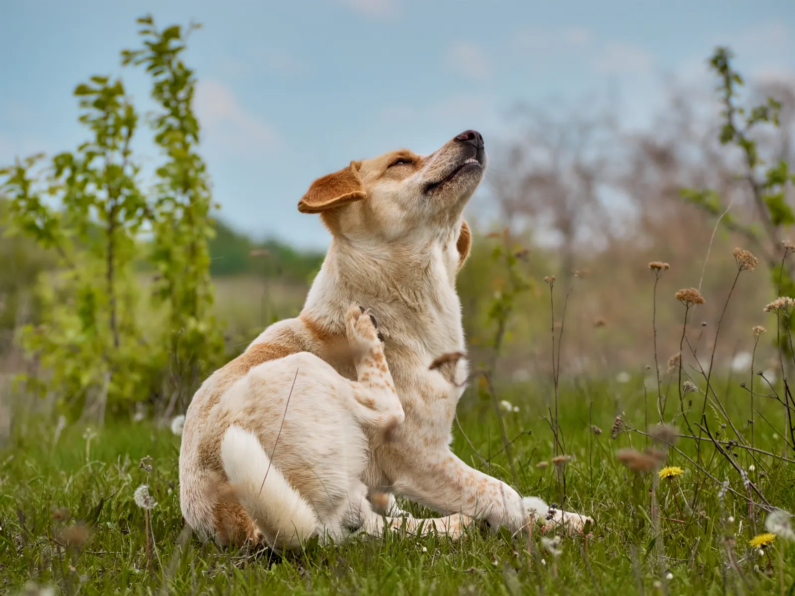 Perro rascándose con la pata trasera sentado en el campo